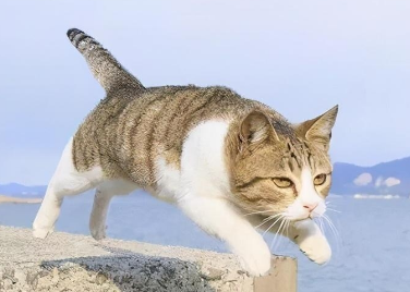 猫咪为什么老是叫还瞎跑 猫咪为什么老是叫还瞎跑