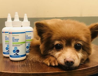 治疗狗狗的耳朵炎药有哪些
