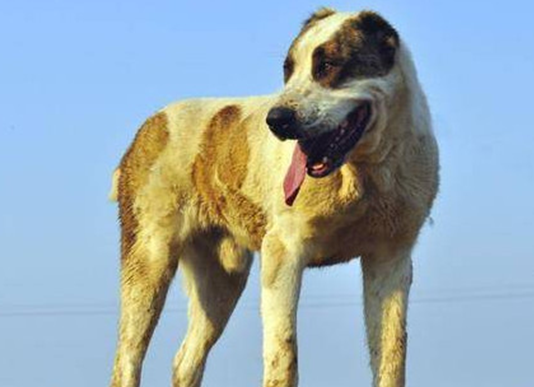 萌宠小知识:高狼犬和中亚牧羊犬的区别是什么? 萌宠小知识:高狼犬和中亚牧羊犬的区别是什么?