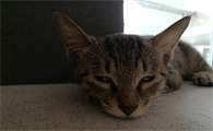 猫咪会翻白眼吗