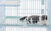 猫咪总在笼子里面叫为什么