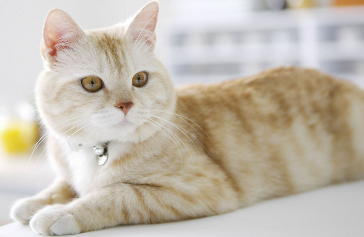 为什么逗猫棒都猫没反应了 为什么逗猫棒都猫没反应了
