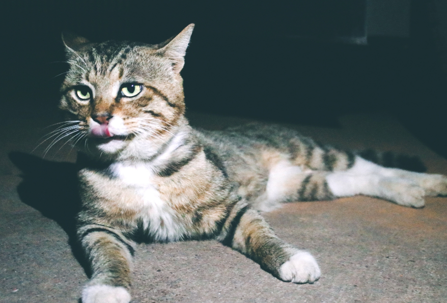 狸花猫对主人好的表现多久才认主?新手主人可以了解一下 狸花猫对主人好的表现多久才认主?新手主人可以了解一下