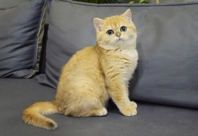 大吉猫舍怎么样 大吉猫舍怎么样
