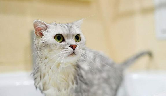 猫咪洗澡为什么会跑