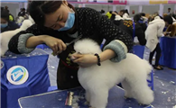 派多格宠物美容学校怎么样