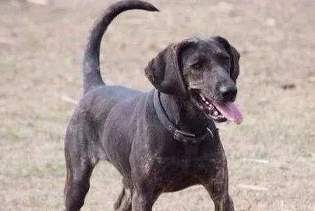 普罗特猎犬卧倒怎么训练？来看看吧