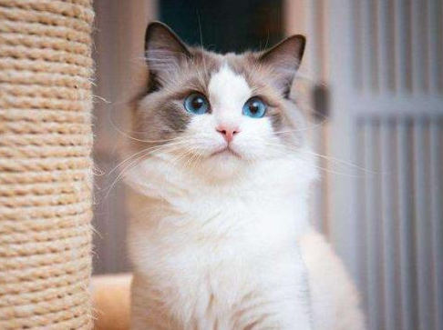 猫咪十大颜值排名 猫咪十大颜值排名