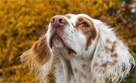 英国雪达犬养之前要准备什么？快来了解