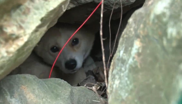 狗狗拖着受伤的身体,引路人去山上,从石头缝里挖出5只小狗 狗狗拖着受伤的身体,引路人去山上,从石头缝里挖出5只小狗