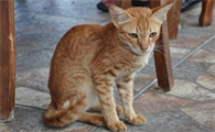猫咪突然瘦了很多是什么原因