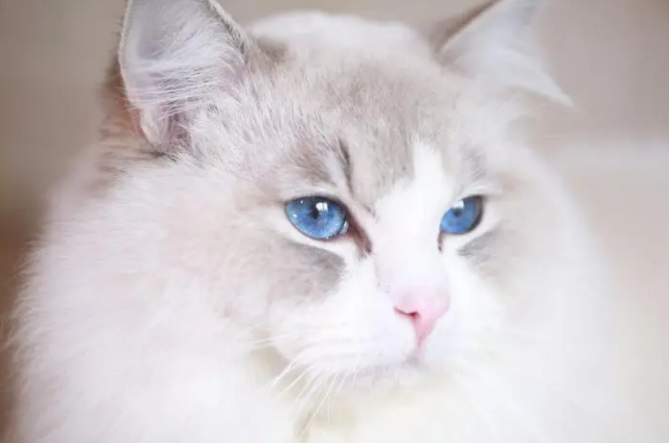 女孩普遍喜欢猫还是狗