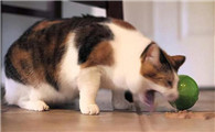 猫咪吃了老鼠后呕吐怎么办