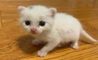 小奶猫一星期没大便正常吗?该怎么处理呢?