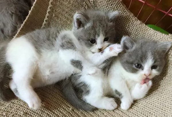 猫近亲繁殖智力怎么样 猫近亲繁殖智力怎么样