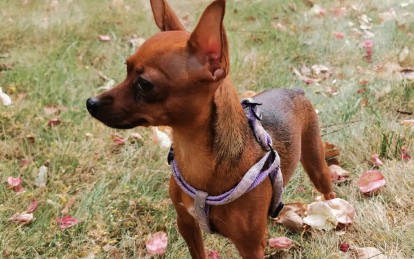 小鹿犬多少天显肚子?看完你就知道了 小鹿犬多少天显肚子?看完你就知道了