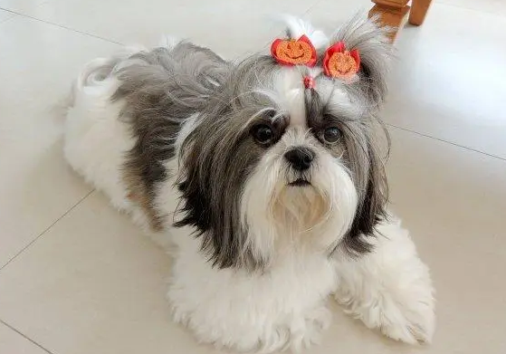 西施犬如何清洗？想了解的来看看吧