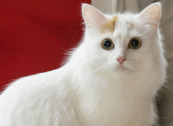 一文详解：土耳其梵猫口水多原因介绍