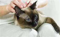 为什么挠猫咪脊背很生气呢