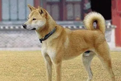 中华田园犬忠诚度高吗？一文带你了解~