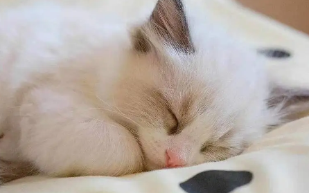 猫咪偶尔头打颤是为什么原因 猫咪偶尔头打颤是为什么原因