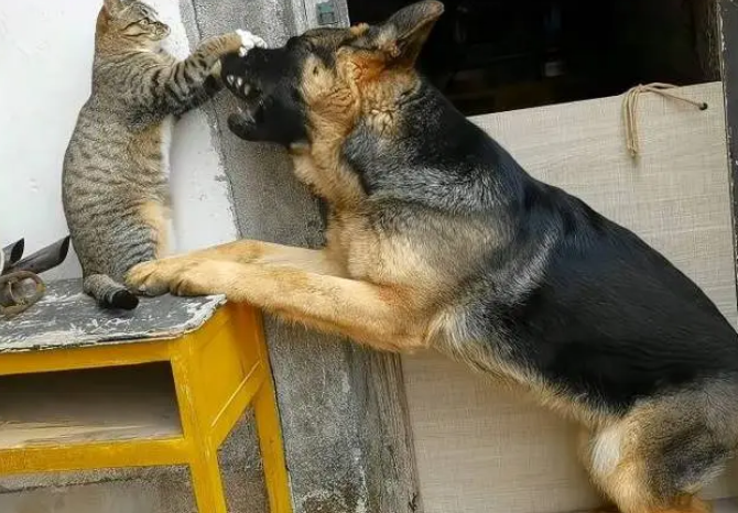 猫能杀死狗吗