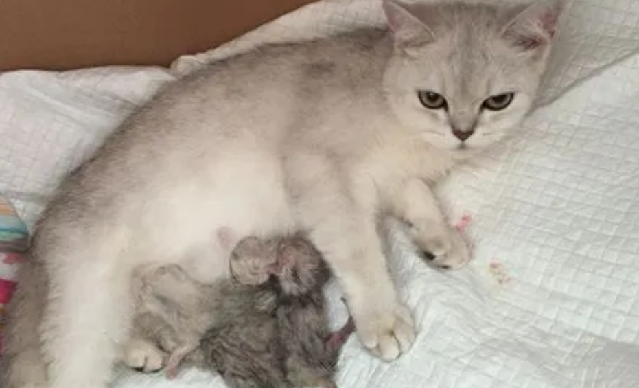 猫咪胎盘为什么会出不来的原因 猫咪胎盘为什么会出不来的原因