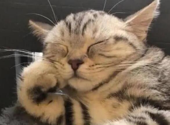 猫咪为什么会支着头睡觉呢