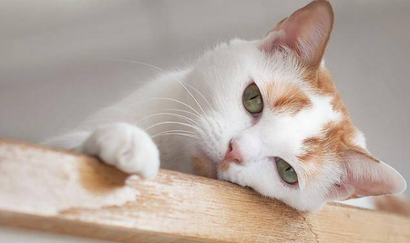 猫咪上供桌有忌讳吗 猫咪上供桌有忌讳吗