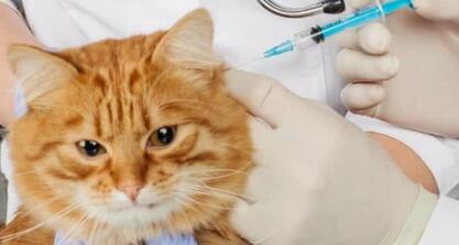 猫三联3针和2针的区别