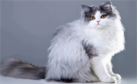 波斯猫好养吗？新手铲屎官可以看看~