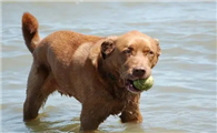 乞沙比克猎犬怎么护毛?怎么打理才好?