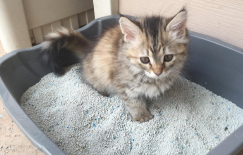 猫咪埋粑粑里的原因是