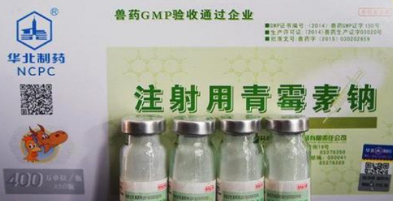兽用青霉素加黄芪多糖作用
