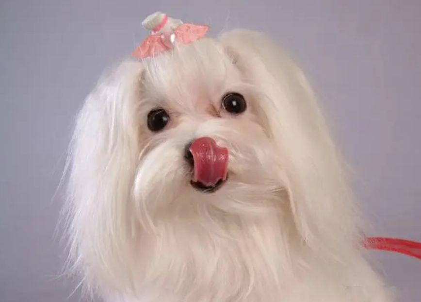 每日一问:马尔济斯犬为什么吐舌头 每日一问:马尔济斯犬为什么吐舌头