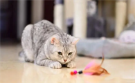 猫咪为什么总吃手指食物