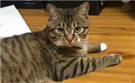 狸花猫标准体重是多少?管控体重很重要