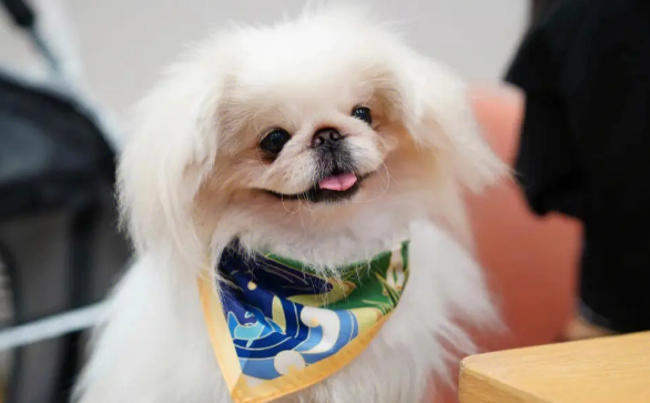 北京犬幼犬断奶后喂养方法？几招教你喂好北京犬
