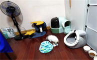 只有一个房间怎么养猫