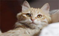 新手养猫基础知识