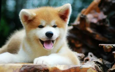 秋田犬为什么不听话自己跑?主人来看看吧 秋田犬为什么不听话自己跑?主人来看看吧
