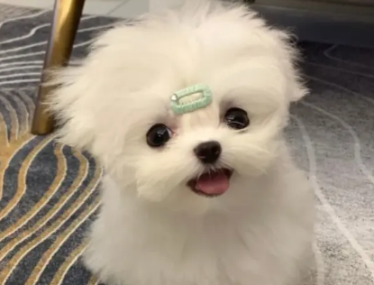 今日解答:马尔济斯犬怀孕需注意什么? 今日解答:马尔济斯犬怀孕需注意什么?