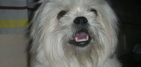 西施犬什么时候换牙?要注意什么? 西施犬什么时候换牙?要注意什么?