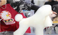 宠物美容师宠物美容培训多少钱