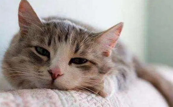 怎么预防猫的病