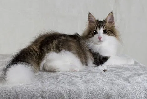 不知道挪威森林猫产后缺钙怎么办？来这喵喵