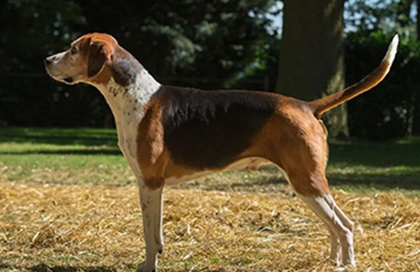 一文告诉你，英国猎狐犬如何洗澡？