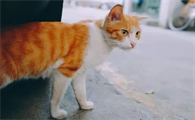 猫跑了会不会自己回来