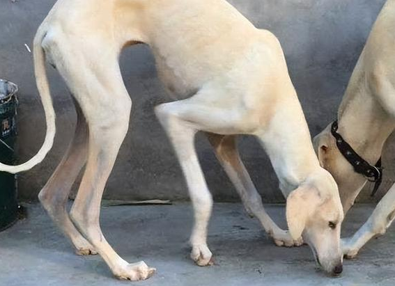 一文告诉你,中国细犬产后怎么护理? 一文告诉你,中国细犬产后怎么护理?