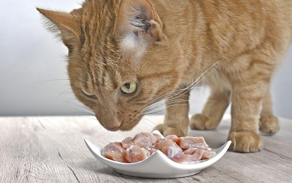 猫咪吃肉放地上吃为什么 猫咪吃肉放地上吃为什么
